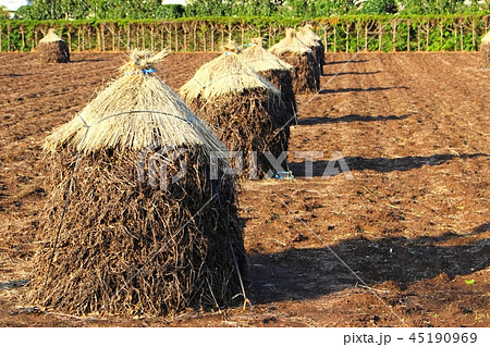 落花生のボッチ積み 45190969