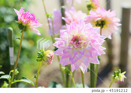 秋の公園 ダリアの花 秋の公園 ダリアの花 45191212