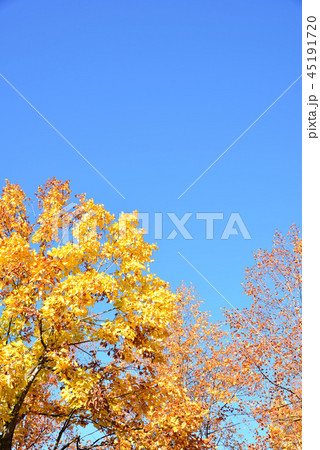紅葉のユリノキと秋の空 紅葉のユリノキと秋の空 45191720