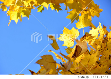 紅葉のユリノキと秋の空 45191723