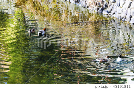 white Heron eat fish in the river, Japan white Heron eat fish in the river, Japan 45191811