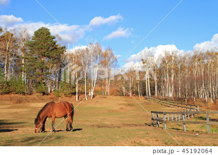 木曽馬の里 木曽馬の里 45192064