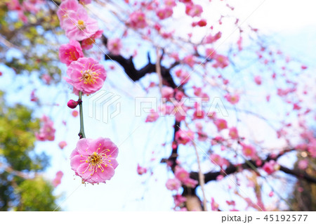 雨後の枝垂れ梅の花 雨後の枝垂れ梅の花 45192577