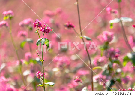 赤そばの花 赤そばの花 45192578