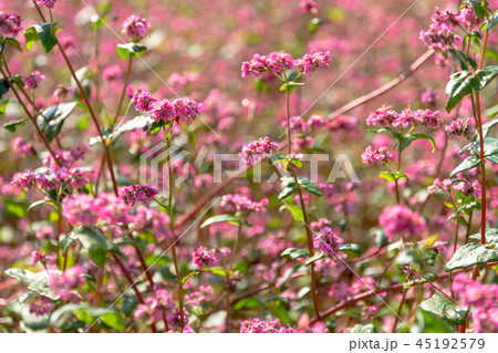 赤そばの花 45192579