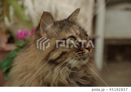 猫のプロフィール 猫のプロフィール 45192837