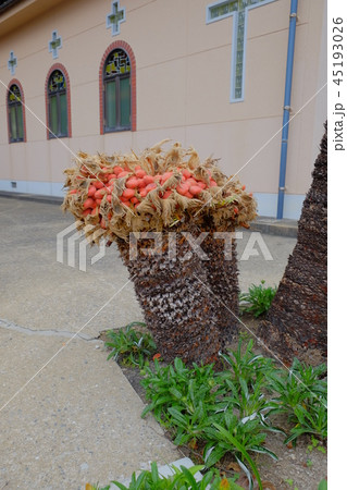 五輪・旧五輪教会2017外観その14 45193026