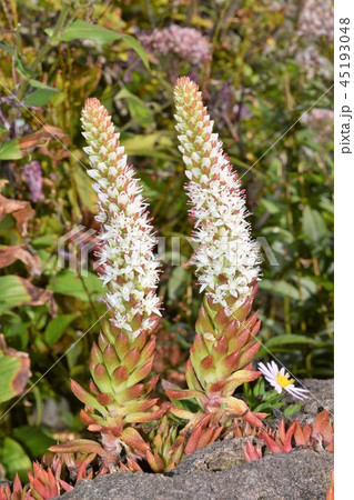 つめれんげ 45193048