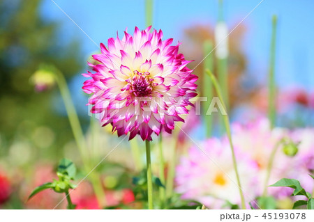 秋の公園　ダリアの花 45193078