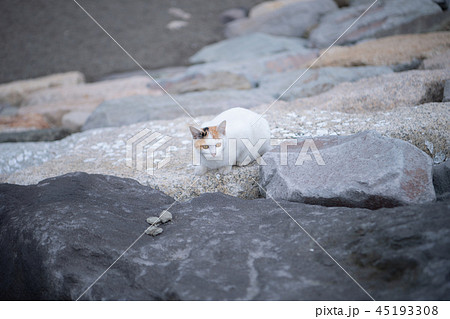 白猫 ネコ 野良猫 公園 海沿い 野生 可愛い 雑種 警戒の写真素材