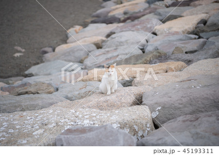 白猫 ネコ 野良猫 公園 海沿い 野生 可愛い 雑種 警戒の写真素材