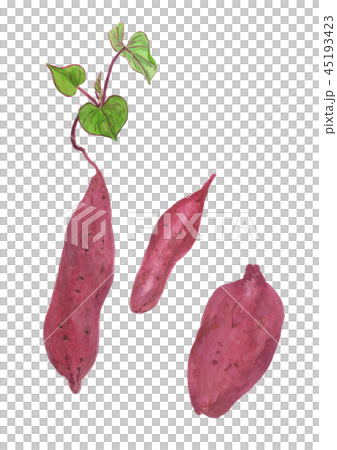 Ipomoea batatas サツマイモ Ipomoea batatas サツマイモ 45193423