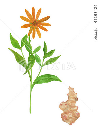 Helianthus tuberosus　キクイモ 45193424