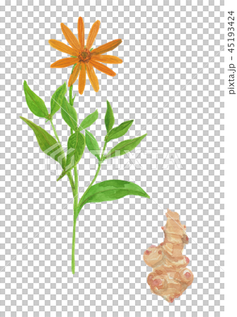 Helianthus tuberosus　キクイモ 45193424