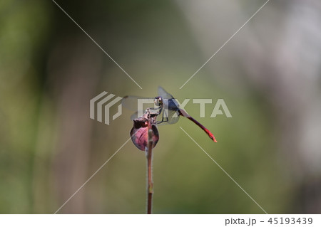 赤とんぼと紅葉 45193439