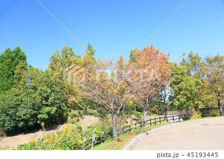 秋の公園 桜紅葉 秋の公園 桜紅葉 45193445