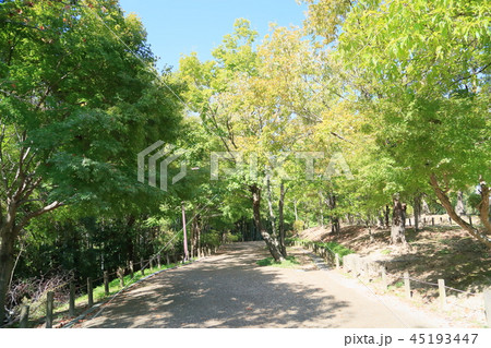 秋の公園 コナラ黄葉 秋の公園 コナラ黄葉 45193447