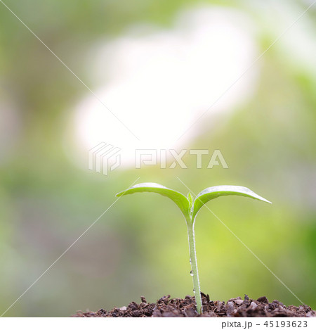 Young green plant growing Young green plant growing 45193623