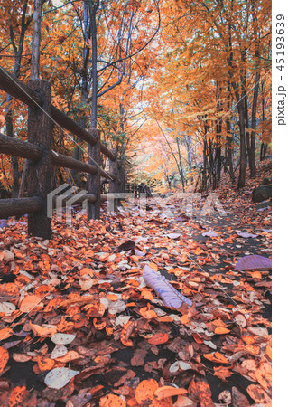 autumn leaves on trail in the forest at Jozankei 45193639
