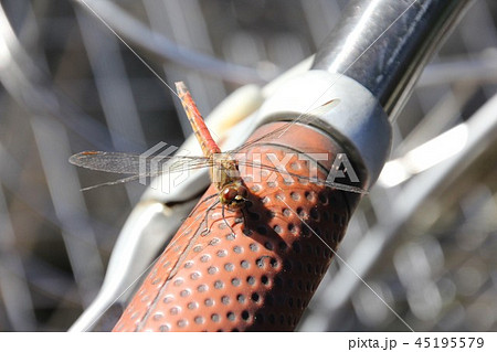 赤とんぼ 45195579