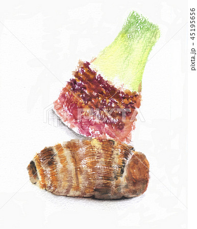 里芋の水彩画 45195656