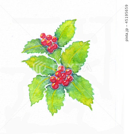 お正月センリョウの水彩画 45195659