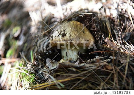 山のマツタケ：長野県北アルプス山麓2018.10.3-333 45195788