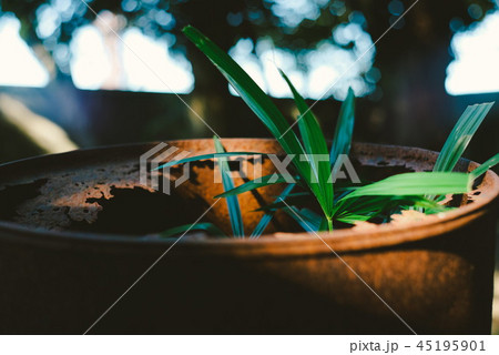 生命力を感じる植物 45195901