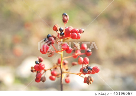 熟したサンショの実と種 熟したサンショの実と種 45196067