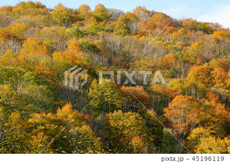 ブナ林の紅葉ー駒止トンネル東側　福島県南会津町 45196119