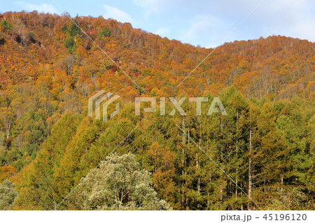 雪崩斜面の紅葉ー駒止トンネル東側　福島県南会津町 45196120