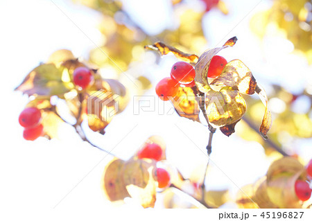 秋、落葉前のサンシュユの葉と赤い実...3 45196827