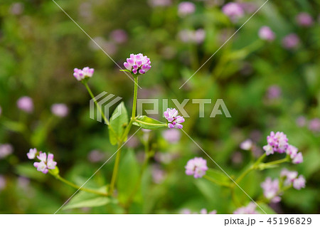 花がかわいい野草雑草のミソソバ 1の写真素材