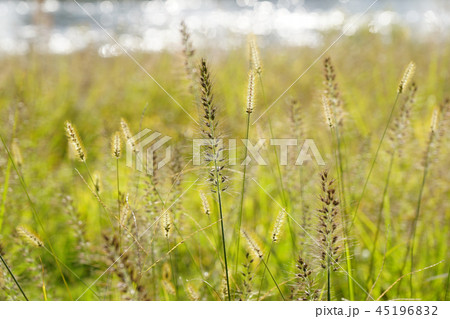 晩秋の河原の雑草群エノコログサ、チカラシバなど...1 45196832