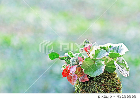 斑入りツワブキと初雪カズラの苔玉-1 45196969