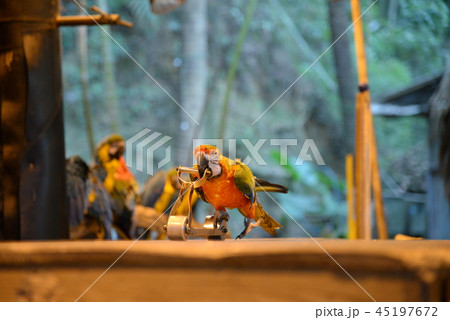 ルリコンゴウインコ 瑠璃コンゴウインコ 取り壊す 45197672