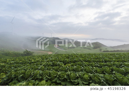 キムチ 白菜 雲海 45198326