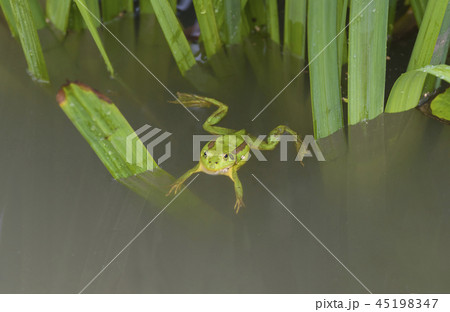 緑 アマガエル 緑色 45198347