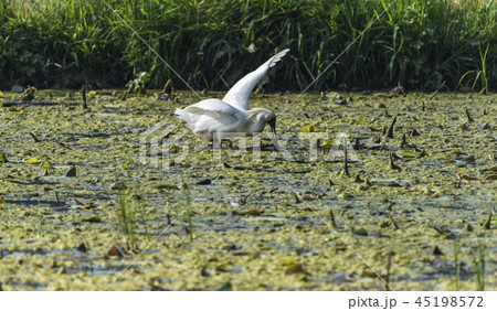 ヨンバト 干潟 白 45198572