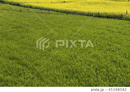 青麦畑 大麦 緑 45198582