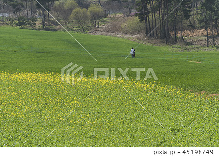青麦畑 菜の花 ヒーリング 45198749