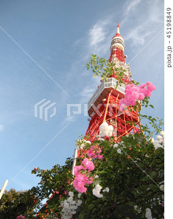 東京タワー 45198849