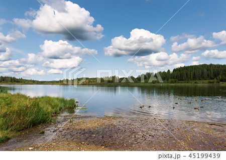orest lake surrounded by a pine forest 45199439