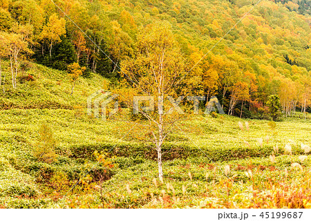 志賀高原の紅葉 志賀高原の紅葉 45199687
