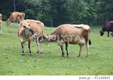 牧場 45199805