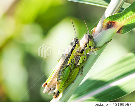 おんぶするイナゴ 45199967