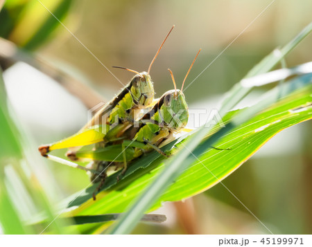 おんぶするイナゴ 45199971