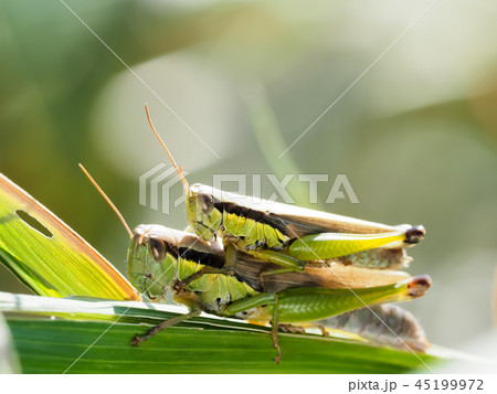 おんぶするイナゴ おんぶするイナゴ 45199972