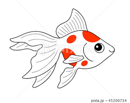 金魚　リュウキン　2色 45200734