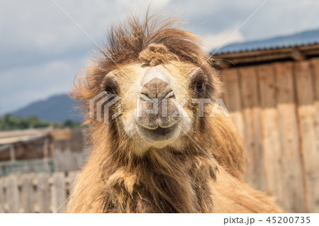 Camel with funny look. Camel with funny look. 45200735